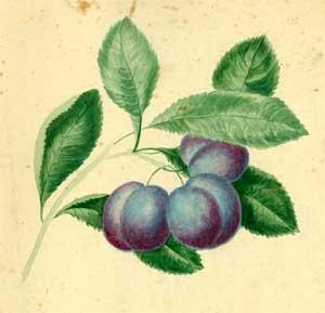 Study of Plums on the Branch.