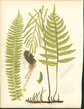 Aspidium Lonchitis, Woodwardia Angustifolia.