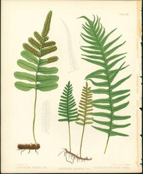 Polypodium Vulgare, Polypodium Incanum, Polypodium Falcatum.