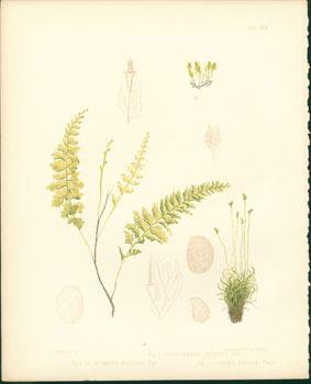 Trichomanes Radicans, Trichomanes Petersii, Shizaea Pusilla.