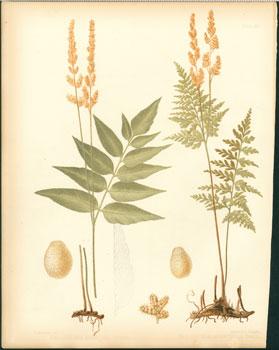 Aneimia Mexicana, Aneimia Adiantifolia.
