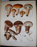 Seller image for Flore Mycologique Illustree Les Champignons des Alpes-Maritimes. for sale by Alexandre Antique Prints, Maps & Books