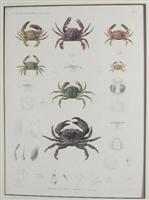 Image du vendeur pour H.N. Zoologie. Crustaces. mis en vente par Alexandre Antique Prints, Maps & Books