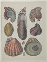 Bild des Verkufers fr Shells zum Verkauf von Alexandre Antique Prints, Maps & Books