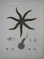 Image du vendeur pour H.N. Zoologie Echinodermes / Asteries Pl. 3 mis en vente par Alexandre Antique Prints, Maps & Books