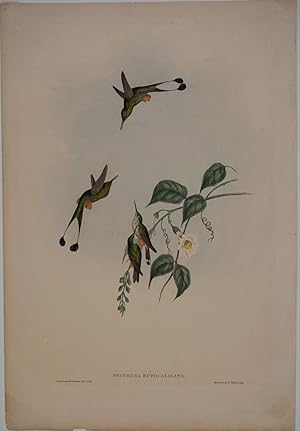 Seller image for Spathura Rufocaligata: Gould. Hummingbird (Red-booted Racket-Tail) for sale by Antipodean Books, Maps & Prints, ABAA