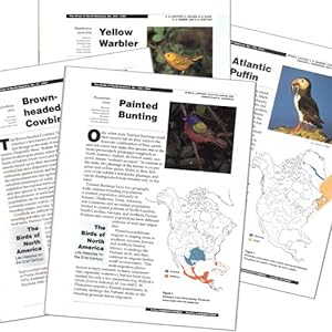 Seller image for Olive Warbler: Birds of North America species account for sale by Buteo Books