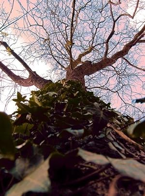 Arbol (tree). (Original color photograph.)