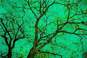 Verde (green). (Original color photograph.)