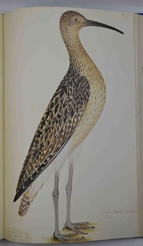Il libro degli uccelli di Olof Rudbeck il Giovane.