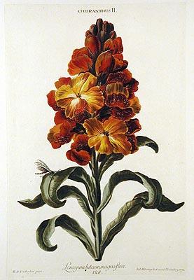 Imagen del vendedor de [Hortus Nitidissimis omnem per annum superbiens floribus. a la venta por Arader Galleries - AraderNYC