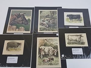Collection of 6 Small Victorian Engraved Coloured Relating to Cattle