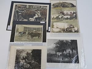 Collection of 5 Victorian Prints Relating to Cattle
