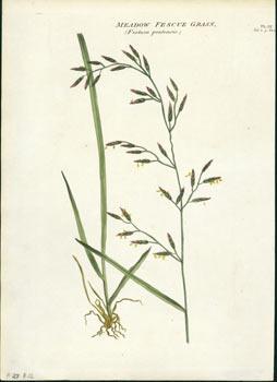Meadow Fescue Grass (Festuca pratensis).