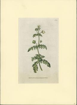 Calceolaria Pinnata. Pinnated Slipperwort.