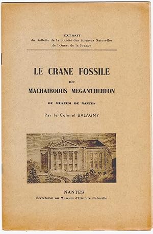 Le crâne fossile du Machairodus meganthereon du Muséum de Nantes.