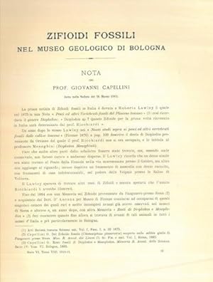 Bild des Verkufers fr Zifioidi fossili nel museo geologico di Bologna. zum Verkauf von Libreria Piani