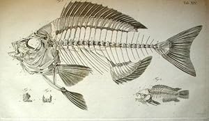 Ichthyotomische Tafeln. Zweite unveränderte Auflage mit 27 Kupfertalfen