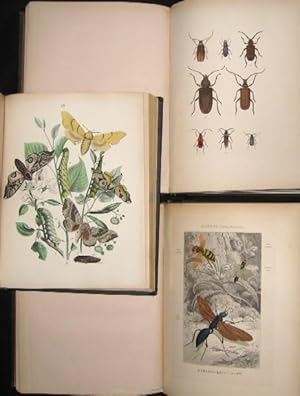 Image du vendeur pour Muse entomologique illustr. Histoire naturelle iconographique des insectes, publie par une runion d'entomologistes franais et trangers sous la direction de J. Rothschild. mis en vente par Biblion Antiquariat