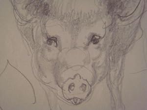 Cochon : Étude 2 - Crayon sur papier