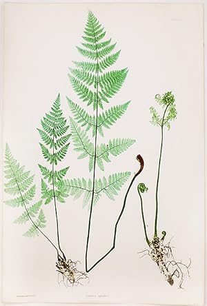 Seller image for Lastrea spinulosa [Prickly Buckler Fern] for sale by Donald A. Heald Rare Books (ABAA)