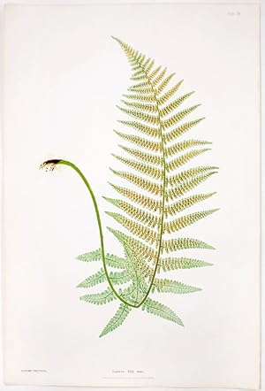 Seller image for Lastrea Filix-mas [Male Crested Wood Fern] for sale by Donald A. Heald Rare Books (ABAA)