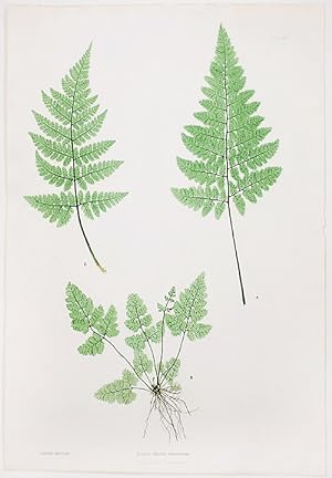 Seller image for Lastrea dilatata dumetorum [Broad Prickly-toothed Buckler Fern] for sale by Donald A. Heald Rare Books (ABAA)