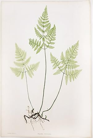 Seller image for Polypodium Robertianum [Limestone Oak Fern] for sale by Donald A. Heald Rare Books (ABAA)