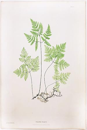 Seller image for Polypodium Dryopteris [Smooth Three-Branched Polypody, or Oak Fern] for sale by Donald A. Heald Rare Books (ABAA)