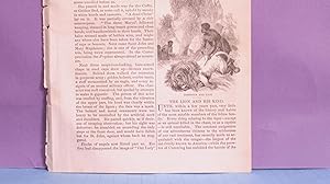 Seller image for The Lion And His Kind for sale by Legacy Books II