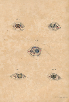 Image du vendeur pour Icones Ophthalmologicae Seu Selecta Circa Morbos Humani Oculi mis en vente par Barter Books Ltd
