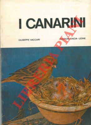 I canarini. Serinus canarius canarius.