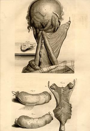 Bild des Verkufers fr Anat. corp. human.: App., 9.Tab.: Shews divers Muscles Employ'd in the Motions of the Head and Vertebrae of the Neck, which Appear onm the Back-Part; . zum Verkauf von Antiq. F.-D. Shn - Medicusbooks.Com