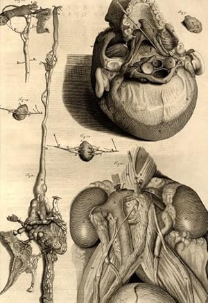 Bild des Verkufers fr Anat. corp. human.: App., 4.Tab.: Bais of the Skull with First Vertebra of the Neck remaining on it, together with divers Muscles and other Parts; The Thoracick Duct; The Receptaculum Chyli Fill'd. . zum Verkauf von Antiq. F.-D. Shn - Medicusbooks.Com