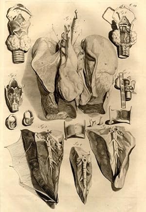 Bild des Verkufers fr Anat. corp. human., 24.Tab.: The Fore-parts of all the Viscera within the Cavitiy of the Thorax, when taken out together; Lobes of the Lungs; The Bronchia; The Larynx; The Os Hyoides; . zum Verkauf von Antiq. F.-D. Shn - Medicusbooks.Com