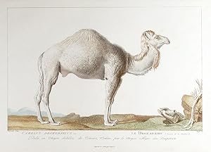 Seller image for Camelus Dromedarius / Le Dromadaire for sale by Donald A. Heald Rare Books (ABAA)