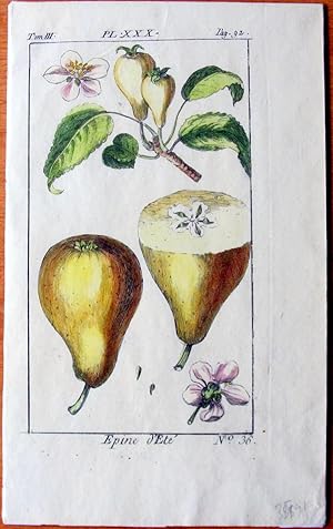 Antique Copperplate Engravings. Botanical- Pears- Epine d'Ete.