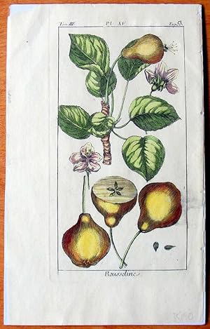 Antique Copperplate Engravings. Botanical- Rousseline.