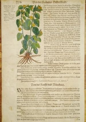 1565 - MARSHMALLOW by Kandel for Bock's Herbal - Hand colour woodcut