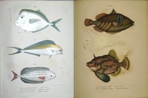 Bilder-Atlas zur wissenschaftlich-populären Naturgeschichte der Fische in ihren sämmtlichen Haupt...