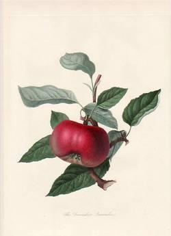 The Nectarine Plum. (print)