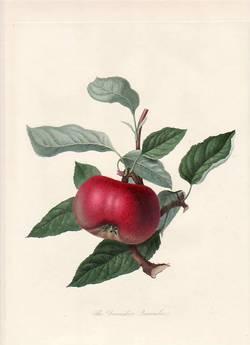 The Hawthornden Apple. (print)