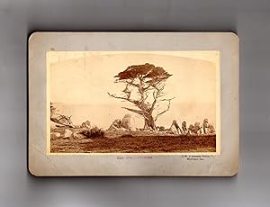The Lone Cypress - Monterey, California - circa 1885 Charles Wallace Jacob Johnson Vintage Albume...