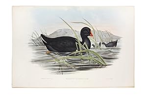 Sombre Gallinule (Gallinula Tenebrosa)