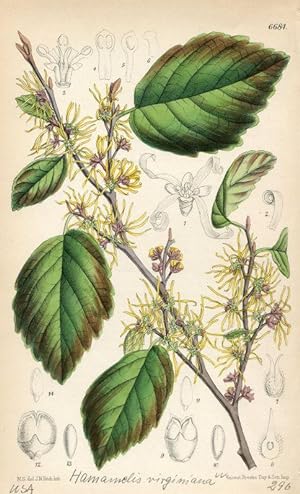 Curtis - Hamamelis virginiana. Kolorierte Lithographie aus Botanical Magazine Nr. 6684.