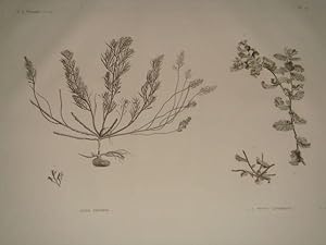 DESCRIPTION DE L'EGYPTE. Botanique. Fucus trinodis, Fucus latifolus. (Histoire Naturelle, planche...