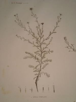 DESCRIPTION DE L'EGYPTE. Botanique. Inula undulata, Chrysocoma candicans, Chrysocoma spinosa. (Hi...