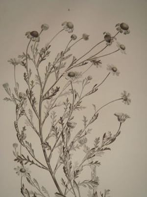 DESCRIPTION DE L'EGYPTE. Botanique. Anthemis melampodina, Inula crispa, Senecio belbeysius. (Hist...