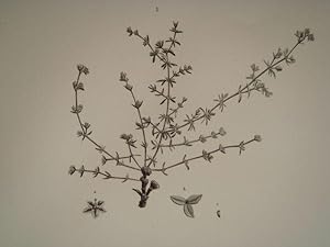 DESCRIPTION DE L'EGYPTE. Botanique. Polycarpea fragilis, Polycarpea memphitica, Alsine succulenta...