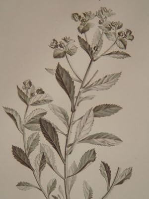 DESCRIPTION DE L'EGYPTE. Botanique. Euphorbia calendulaefolia, Euphorbia alexandrina, Euphorbia p...